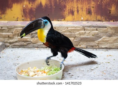 Channel Billed Toucan