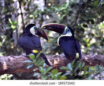 Channel Billed Toucan