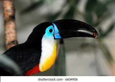 Channel Billed Toucan