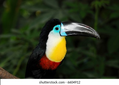 Channel Billed Toucan