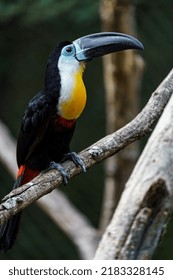 Channel Billed Toucan In Zoo