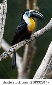 Channel Billed Toucan In Zoo