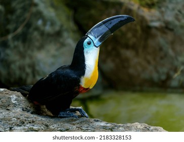 Channel Billed Toucan In Zoo