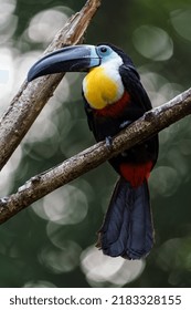 Channel Billed Toucan In Zoo