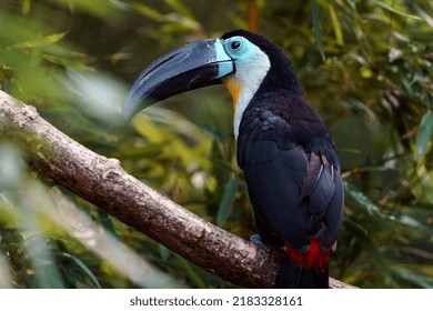 Channel Billed Toucan In Zoo