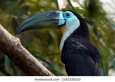 Channel Billed Toucan In Zoo