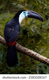 Channel Billed Toucan In Zoo