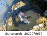 Channel Catfish Dangling on a Stringer after being caught by a Fisherman