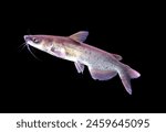 Channel catfish (fiddler, lake catfish, northern catfish) on isolated black background. Ictalurus punctatus is freshwater fish that excellent food quality and value to commercial fisheries. 