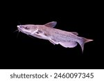 Channel catfish (fiddler, lake catfish, northern catfish) on isolated black background. Ictalurus punctatus is freshwater fish that excellent food quality and value to commercial fisheries. 