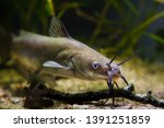 Channel catfish, Ictalurus punctatus, dangerous freshwater predator faces camera in European cold-water river biotope fish aquarium