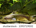 Channel catfish, Ictalurus punctatus, dangerous invasive freshwater predator in European biotope fish aquarium watch attentively