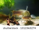Channel catfish, Ictalurus punctatus, freshwater predator in European biotope fish aquarium