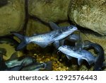 The channel catfish (Ictalurus punctatus), invasive species in Spain. The channel catfish is North America