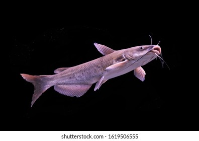 Channel Catfish Images Stock Photos Vectors Shutterstock