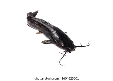 211 Channel catfish white background Images, Stock Photos & Vectors ...