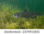 Channel catfish in a lake