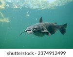 Channel catfish in a lake