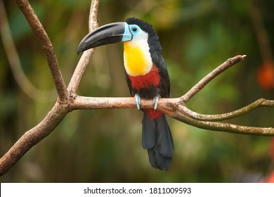 Channel-billed toucan, Ramphastos vitellinus, colorful toucan native to Brasil, bird with huge, black and blue bill, sitting on the branch against jungle green blurred background.