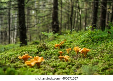 Chanterelle