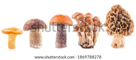 Chanterelle (Cantharellus cibarius), honey agarics (Armillaria mellea), Orange-cap boletus (Leccinum), Boletus edulis and Morel mushrooms isolated on white
