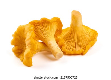Chanterelle or girolle mushrooms, isolated on white background
