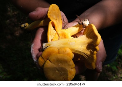 Chanterelle Mushroom Foraging In The Forest