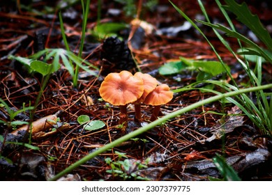 chanterelle yellow mushroom with shape of flower in gorund of forest, mexiquillo durango 