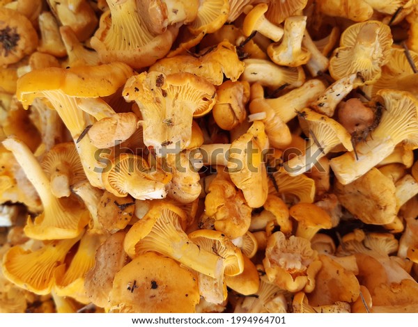 Chanterelles. A lot of chanterelle\
mushrooms. Texture and background of chanterelle\
mushrooms.