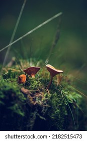 chanterelles growing in the wild. High quality photo