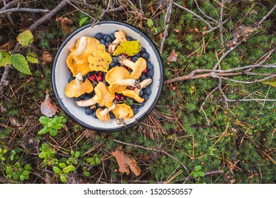 Chanterelles, wild bilberries (blueberries) and lingonberries in a bowl on the moss with fallen pine tree twigs and needles. Wild berries and mushroom foraging in the Nordic forest.