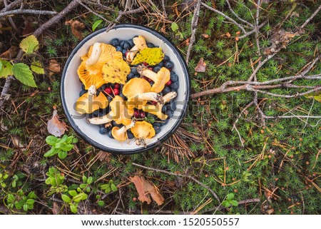 Chanterelles, wild bilberries (blueberries) and lingonberries in a bowl on the moss with fallen pine tree twigs and needles. Wild berries and mushroom foraging in the Nordic forest.