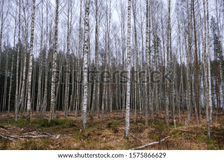 Similar – Image, Stock Photo buy a piece of forest?