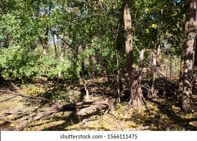 Chaotic Scene In The Forest