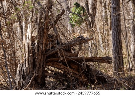 A chaotic tangle of weathered branches and trunks in a forest scene, displaying the raw and untamed beauty of natural woodland decay.