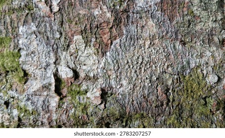 A chaotic yet balanced abstract composition on rubber tree bark in Borneo. Black asemic script lichen Graphis, green Lepraria powder, white Pertusaria dots, and terracotta Trentepohlia create a unique, unreplicable natural painting. Highly sought after for abstract art, luxury design, and texture mapping.