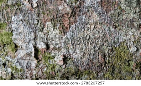 A chaotic yet balanced abstract composition on rubber tree bark in Borneo. Black asemic script lichen Graphis, green Lepraria powder, white Pertusaria dots, and terracotta Trentepohlia create a unique, unreplicable natural painting. Highly sought after for abstract art, luxury design, and texture mapping.
