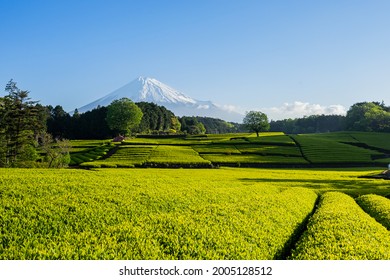 Chaoyang, Tea Plantation And Mt. Fuji.