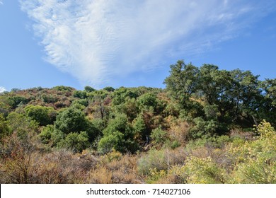 Chaparral And Brush Cover Dry Summer Hills