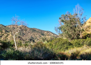 Chaparral Covered In Morning Sun For Hike