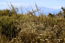 Chaparral Plants And Buckwheat Wildflowers During Spring With The San Gabriel Mountains Beyond On A Chaparral Woodland Taken At A Prairie In The Puente Hills Preserve