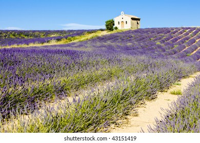 Chapel With Lavender Field, Plateau De Valensole, Provence, France