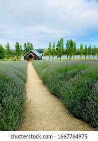 Chapel In The Middle Of A Lavender Field.