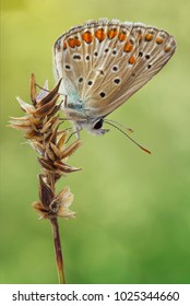 Chapman's Blue (Polyommatus Thersites)