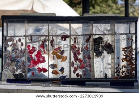 characin, betta fish and livebearer in plastic pouch, artificial trade breed of wild ornamental species, easy to keep for beginner, commercial stand showcase, terrible conditions at aquarium market