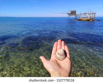characteristic overflow and shell in hand