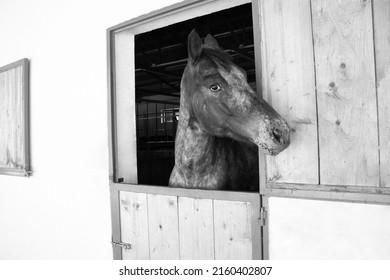 Characteristic portrait of a dapple horse in the racetrack stall.  Head outside of the stable. Reflection in the horse eye. Equine taking posture. Capturing the character. Photogenic race horse. 