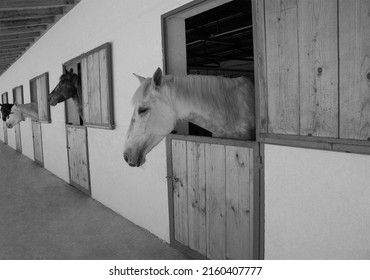 Characteristic portraits of different breeds of horses in the racetrack stall.  Head outside of the stable. Equines taking posture. Capturing the character. Photogenic race horse. Horseback riding.
