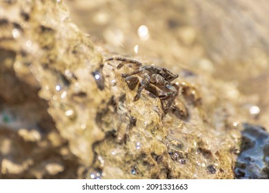 Characteristic specimen of Mediterranean crab on rocks