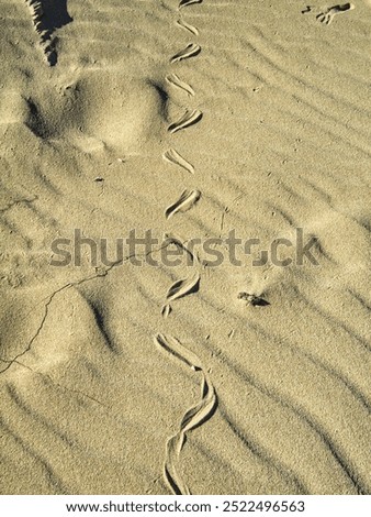 Similar – Image, Stock Photo Traces in the sand Tracks